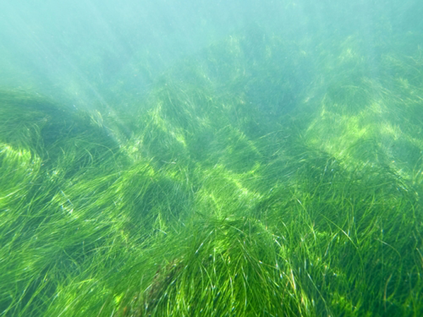 Coatal Seagrasses