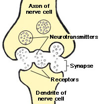 illustration shows neurotransmitters communicating over a synapse