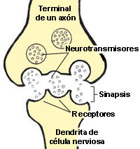 illustration shows neurotransmitters communicating over a synapse