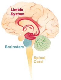 the parts of the brain that are affected