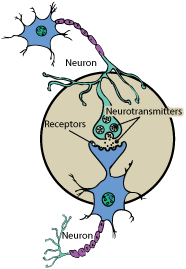 neurons, receptors and neurotransmitters