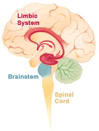El cerebro y el sistema nervios