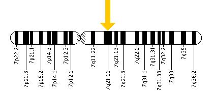 The ABCB4 gene is located on the long (q) arm of chromosome 7 at position 21.1.