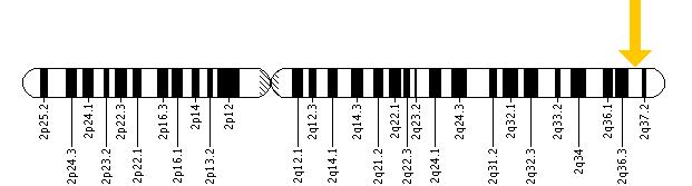 The ATG16L1 gene is located on the long (q) arm of chromosome 2 at position 37.1.