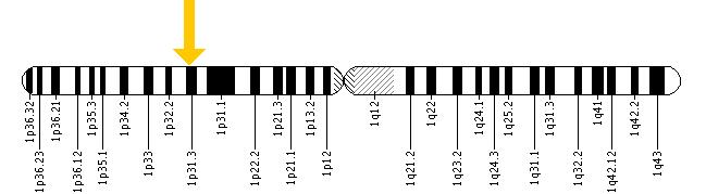 The IL23R gene is located on the short (p) arm of chromosome 1 at position 31.3.