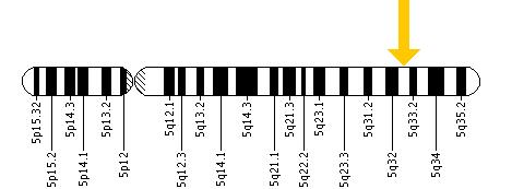 The IRGM gene is located on the long (q) arm of chromosome 5 at position 33.1.