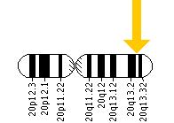 The GNAS gene is located on the long (q) arm of chromosome 20 at position 13.3.