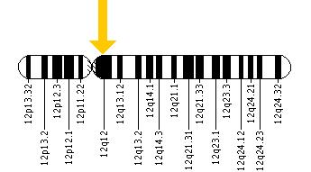 The LRRK2 gene is located on the long (q) arm of chromosome 12 at position 12.