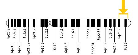 The PARK2 gene is located on the long (q) arm of chromosome 6 between positions 25.2 and 27.