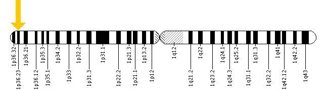 The PARK7 gene is located on the short (p) arm of chromosome 1 at position 36.23.
