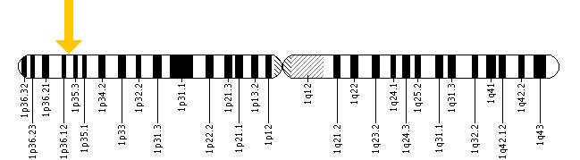 The PINK1 gene is located on the short (p) arm of chromosome 1 at position 36.