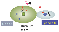 "On-site" interaction of uranium nuclear spin (If) with magnetic 5f electrons with spin (Sf) located close 
     to the nucleus. The uranium atom may also be influenced by a neighboring atom (ligand).

