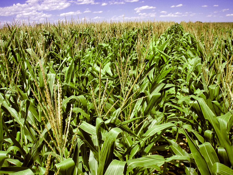 corn field.