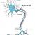 Picture of an axon
