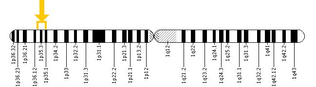 The GALE gene is located on the short (p) arm of chromosome 1 between positions 36 and 35.
