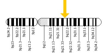The HSD17B3 gene is located on the long (q) arm of chromosome 9 at position 22.