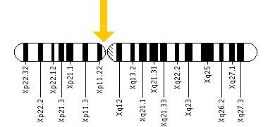 The HSD17B10 gene is located on the short (p) arm of the X chromosome at position 11.2.