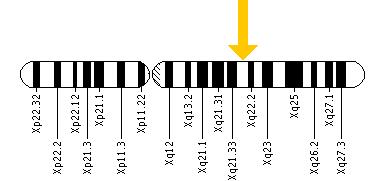 The COL4A5 gene is located on the long (q) arm of the X chromosome at position 22.