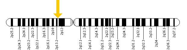 The ALMS1 gene is located on the short (p) arm of chromosome 2 at position 13.