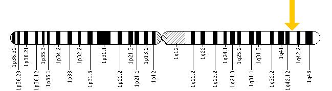 The ACTA1 gene is located on the long (q) arm of chromosome 1 at position 42.13.
