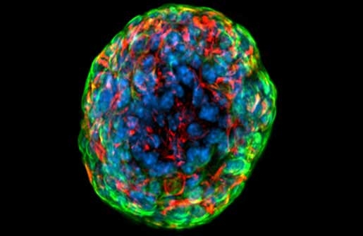 image of Mouse prostate stem cells