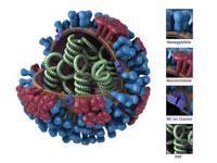 Generic Influenza Virion’s Ultrastructure