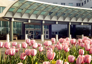 Pink tulips in front of a hospital entrance
