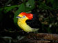 Photo of a male wire-tailed manakin displaying his striking plumage.