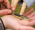 Photo of a baby lake sturgeon cradled in a child's hand.