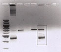 Photo of a genetic analysis of a female red-tailed hawk.