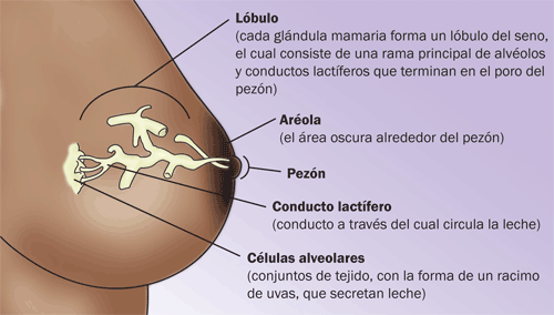 diagrama de un seno