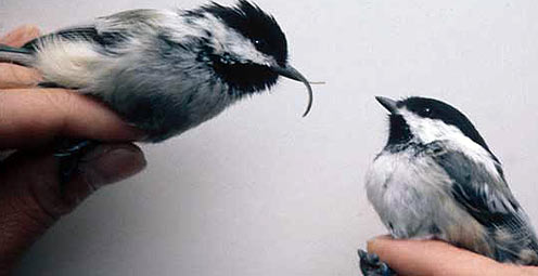 Birds with deformed beak and normal beak