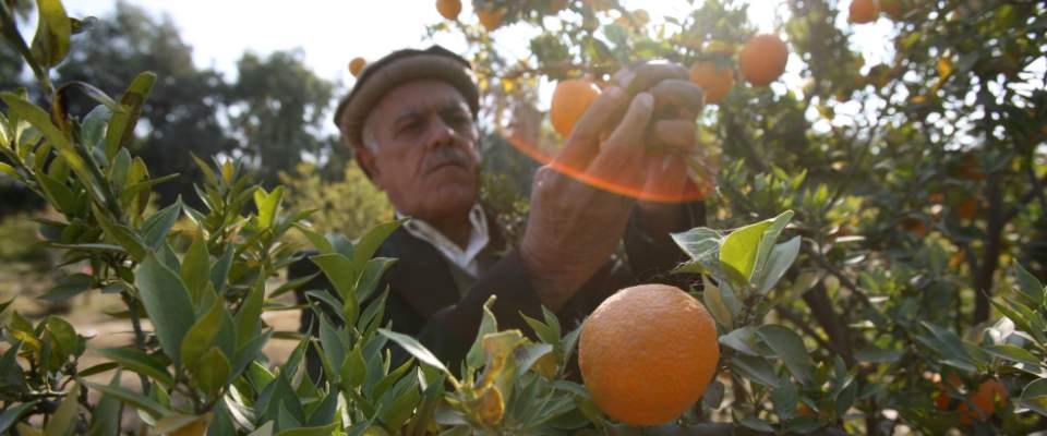 Afghan farmer picking orange