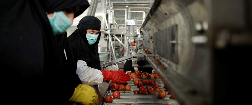 Women factory workgers sorting Afghan pomegranates