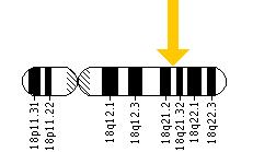 The ATP8B1 gene is located on the long (q) arm of chromosome 18 at position 21.31.