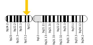 The TPM2 gene is located on the short (p) arm of chromosome 9 at position 13.