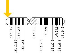 The PKD1 gene is located on the short (p) arm of chromosome 16 at position 13.3.