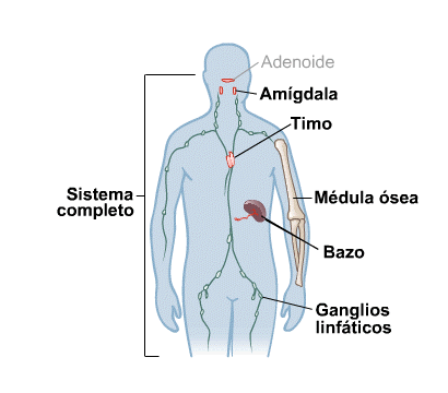 Body Map for Immune System (Spanish)