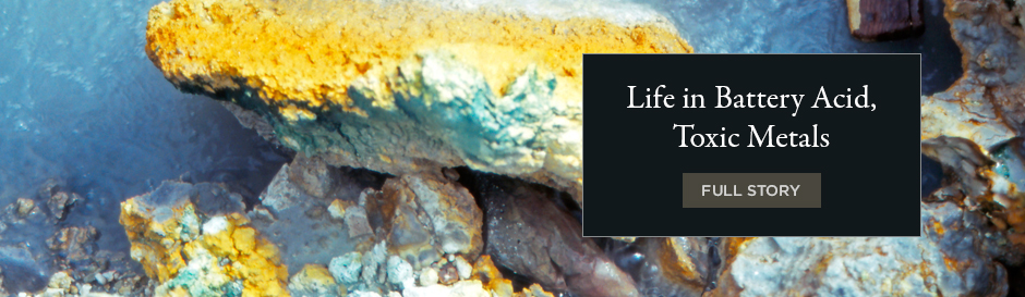 Life in Battery Acid, Toxic Metals