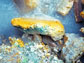 Green and yellow rock in an Icelandic hot spring with sulfur and alga Galdieria sulphuraria.