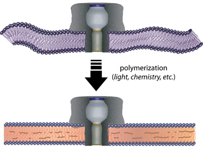 polymerization