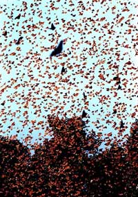 Picture of thousands of Monarch butterflies flying and congregating in tree tops.
