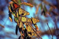Closeup picture of adult Monarch butterflies congregating on a branch.