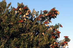 Picture of adult Monarch butterflies congregating in a bayberry thicket.