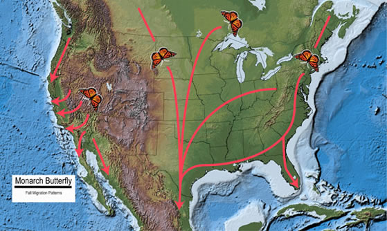 Map of North America showing the fall migration patterns of the Monarch butterfly.