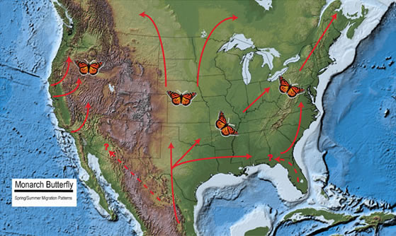Map of North America showing the spring and summer migration patterns of the Monarch butterfly.