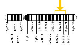 The PAH gene is located on the long (q) arm of chromosome 12 between positions 22 and 24.2.