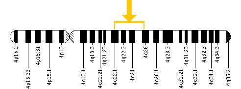The HADH gene is located on the long (q) arm of chromosome 4 between positions 22 and 26.
