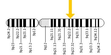 The AUH gene is located on the long (q) arm of chromosome 9 at position 22.31.
