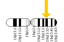 The OPA3 gene is located on the long (q) arm of chromosome 19 at position 13.32.